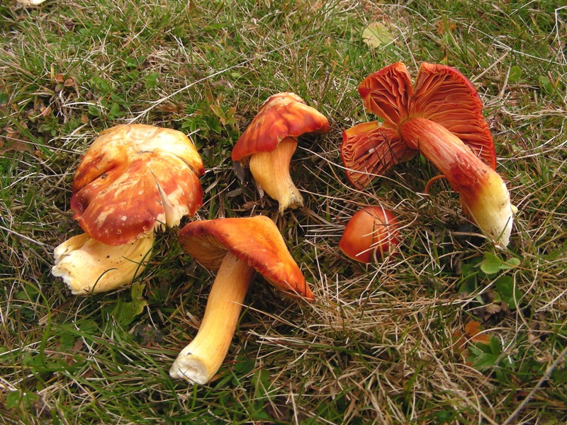 Viva le Hygrocybe!!!